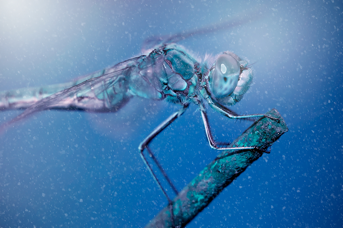 Frozen Dragonfly