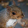 Squirrel 2: Do you have something more for me??
