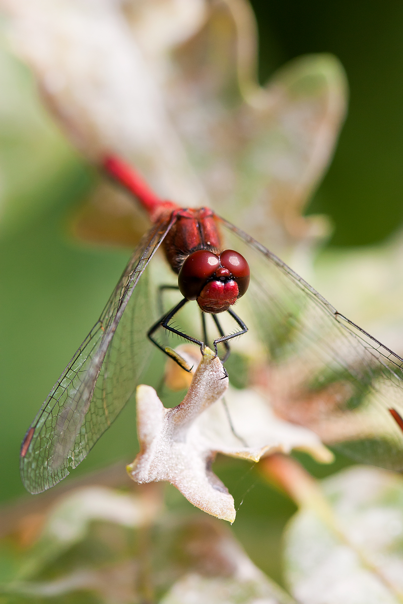 Red Red Dragon (full frame)