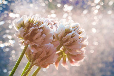 clover flowers