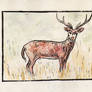 05 Deer 17oct2025