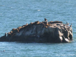 Pacific Coast Sea Lions