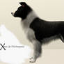 Sabena - Improved Border Collie (Body)