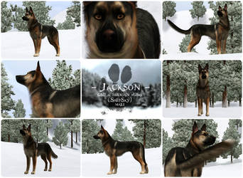 Jackson the Shepsky - Creation Collage