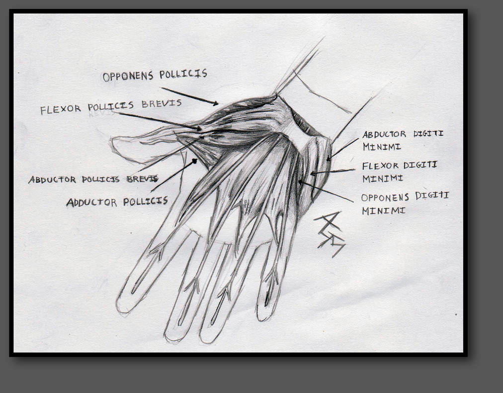 Hand Muscle Diagram by NoSolace on DeviantArt