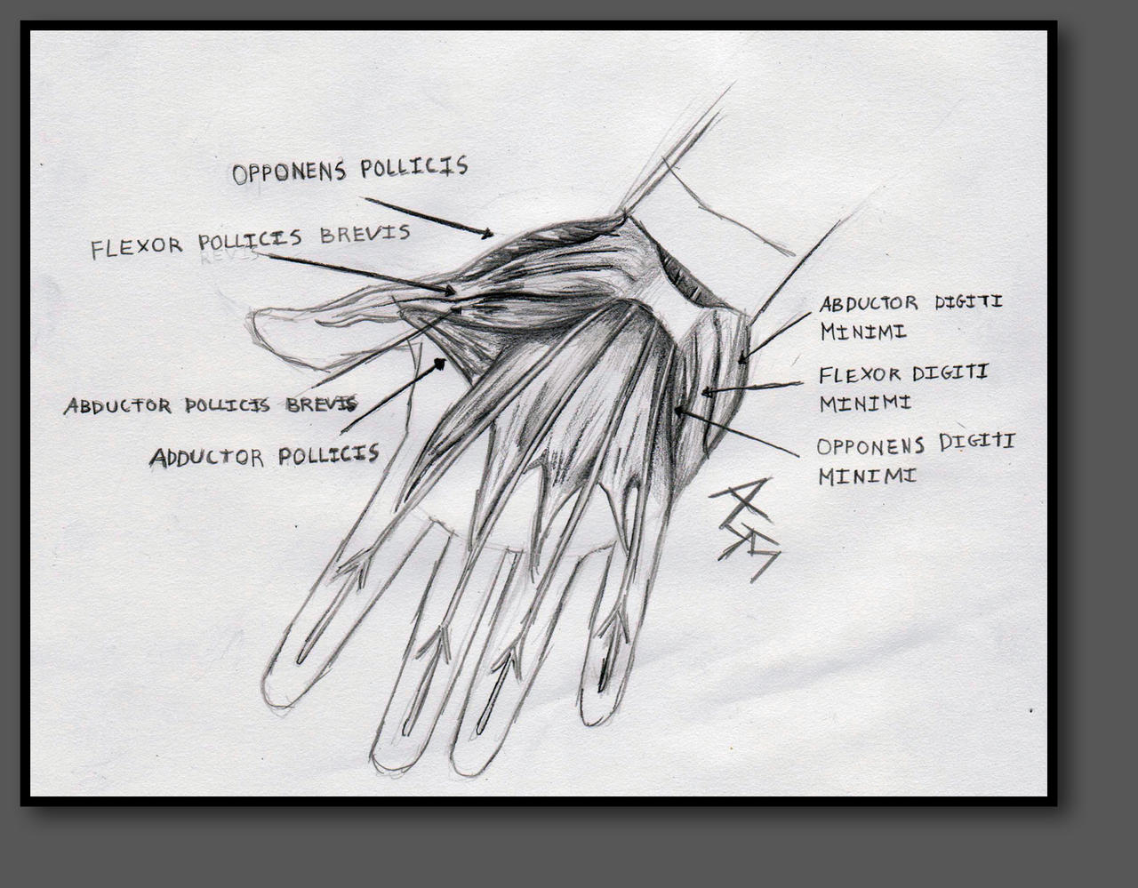 Hand Muscle Diagram by NoSolace on DeviantArt