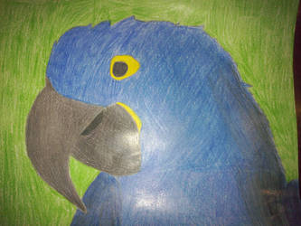 Hyacinth Macaw