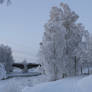 Frozen trees