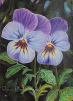 Pansies