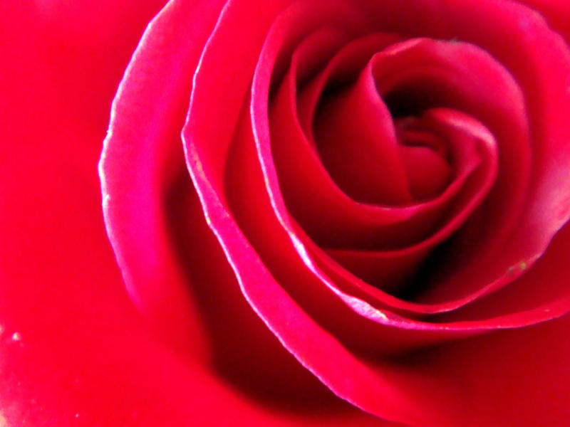 Red Passion Rose