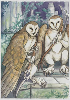 Barn Owls