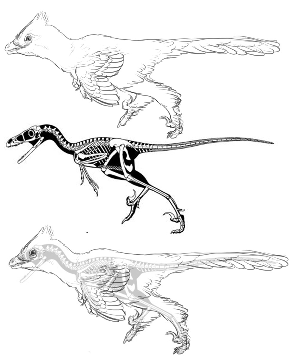 Bambiraptor