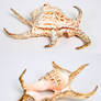 Spider conch