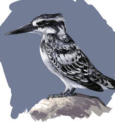 Pied Kingfisher