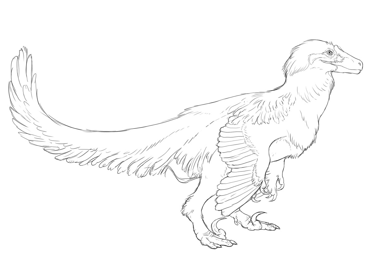 Raptor sketch by saeto15 on DeviantArt