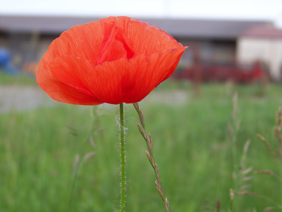 Poppy