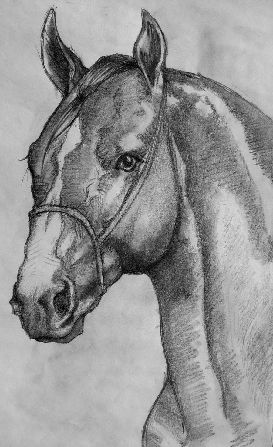 Horse head study