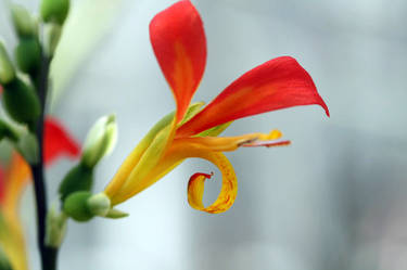 Red Flower