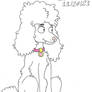Honey the Poodle