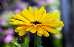 Yellow Flower Macro by crazyal154