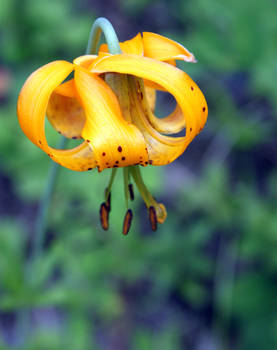 Tiger Lily