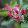 Pink Flowers