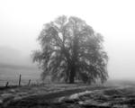 Foggy Tree by Nikonthog