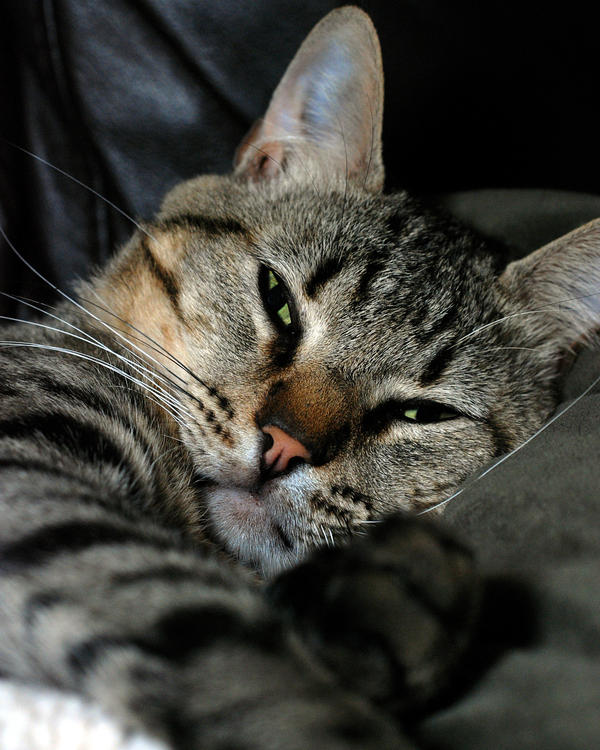 Archie Catt Archie the Cat by Nikonthog on DeviantArt