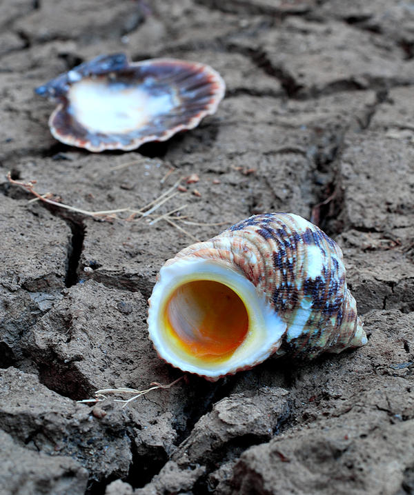 Drying Shells Dried Shells by Nikonthog on DeviantArt