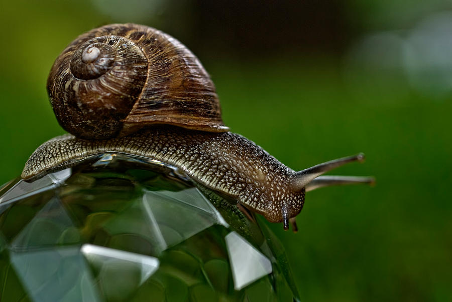 Snail 1