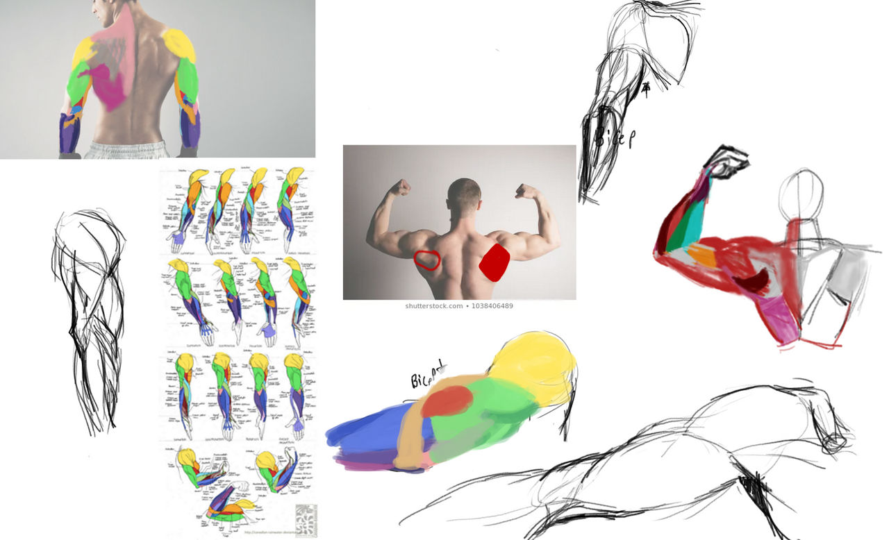 Muscle Loopy Muscle studies! by Vloopy on DeviantArt