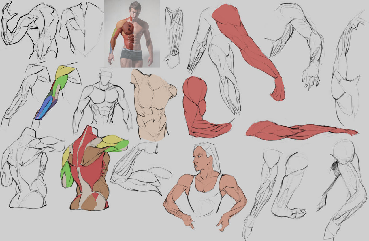 Torso and Arm Muscles by Vloopy on DeviantArt