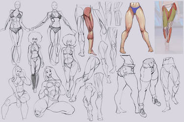 Figures And Leg Anatomy