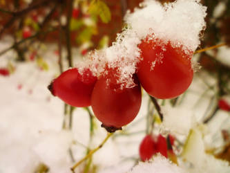 Red and White