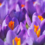 Crocussus - Purple and Orange