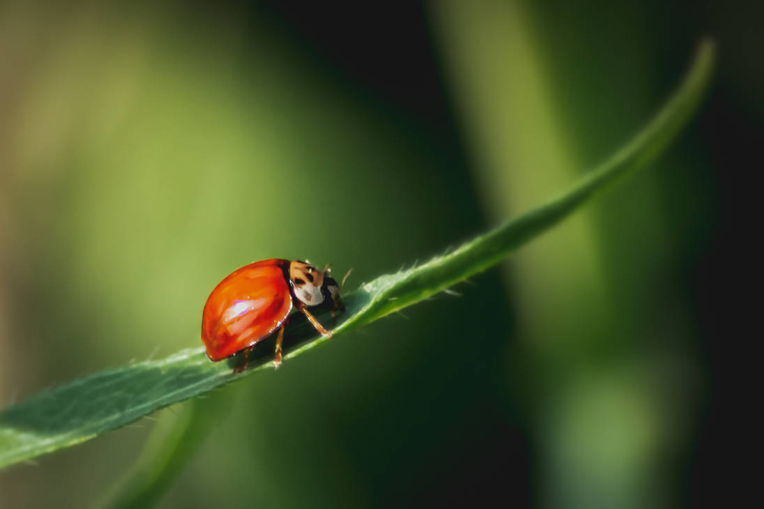 Ladybug without dots by eavandijk on DeviantArt