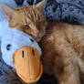Cat and duck
