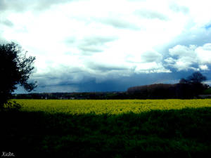 Yellow Field