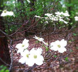 Dogwood in Bloom