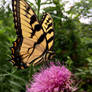 Butterfly Kisses