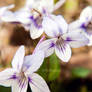 Wild White Violet