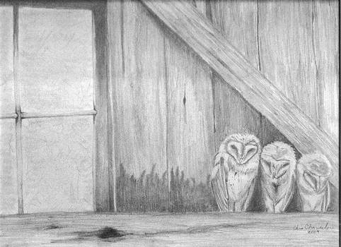 barn owls