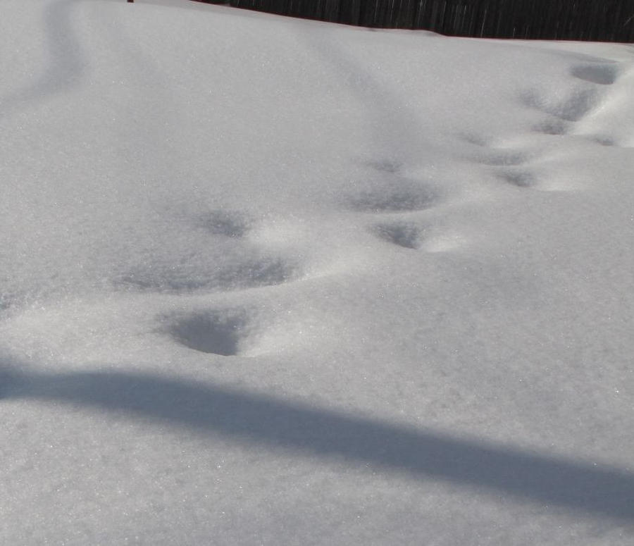 Footsteps in the snow