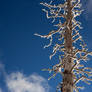 Frost Tree