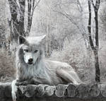 White Wolf of Christmas by Phatpuppyart-Studios