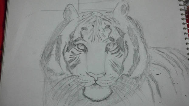 My very first animal drawing, its a white tiger.