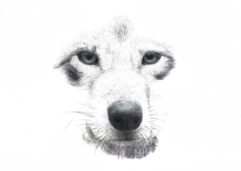 WIP - Wolf