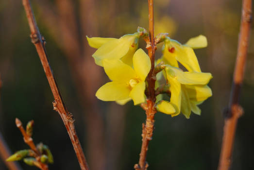 Yellow Spring