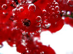Fizzy Redberries . by Atzenith