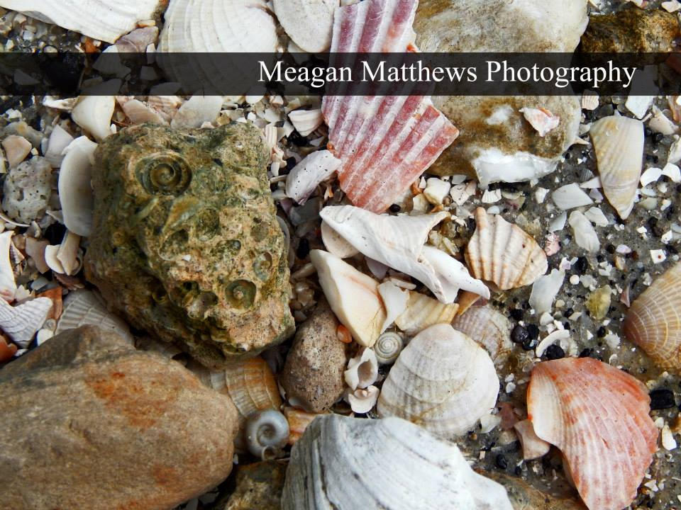 sea shells by meggomonster74 on DeviantArt